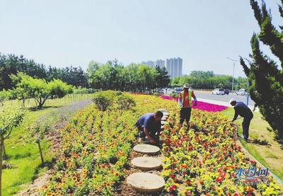 煙臺市城管局園林建設養護中心迎“七一” 30萬余株草花扮靚港城