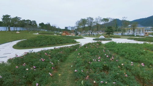 五指耙花卉主題公園邀你一起觀賞 花中皇后