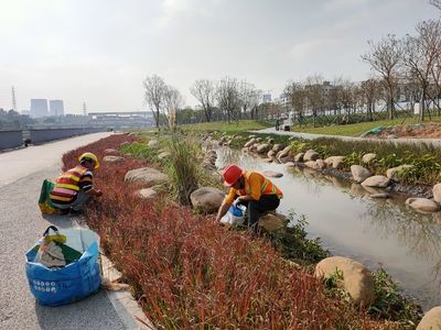 【國藝園林】2020年1月13日茅洲河碧道試點段建設項目(寶安段)示范段Ⅳ標段綠化工程