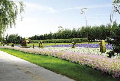打造園林綠化景觀 哈爾濱將加大丁香栽植工作