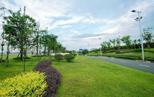 道路綠化種植設(shè)計的7大要點