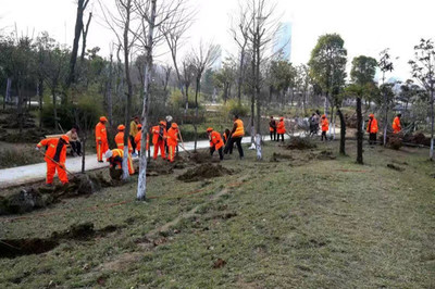 臨泉園林工人:城市綠化風景線
