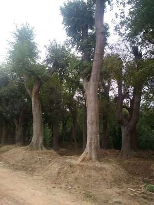 供應(yīng)樸樹(shù)、櫸樹(shù)、大葉女貞、櫻花、紫薇、榆葉梅、榆樹(shù)、垂梅|沭陽(yáng)縣好好園林建設(shè)供應(yīng)信息|喬灌木供應(yīng)|中華園林網(wǎng)
